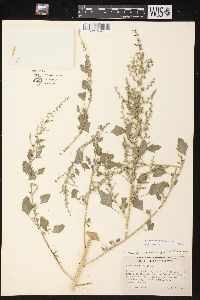 Chenopodium berlandieri image