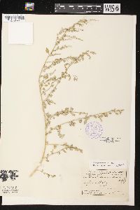 Chenopodium berlandieri image