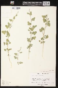 Chenopodium fremontii image