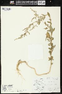 Chenopodium strictum image