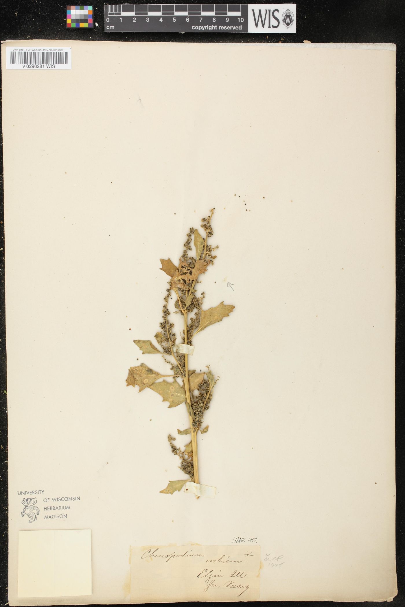 Oxybasis urbica image
