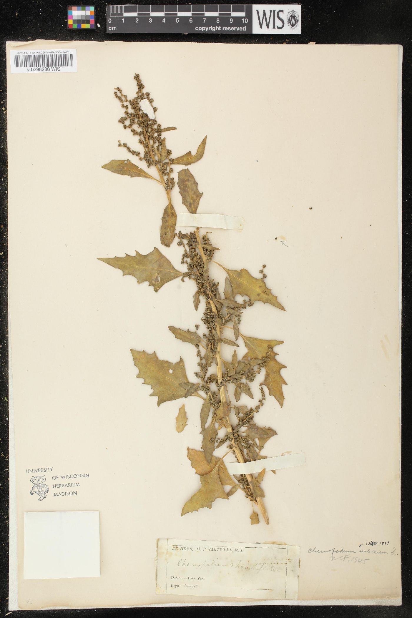 Oxybasis urbica image