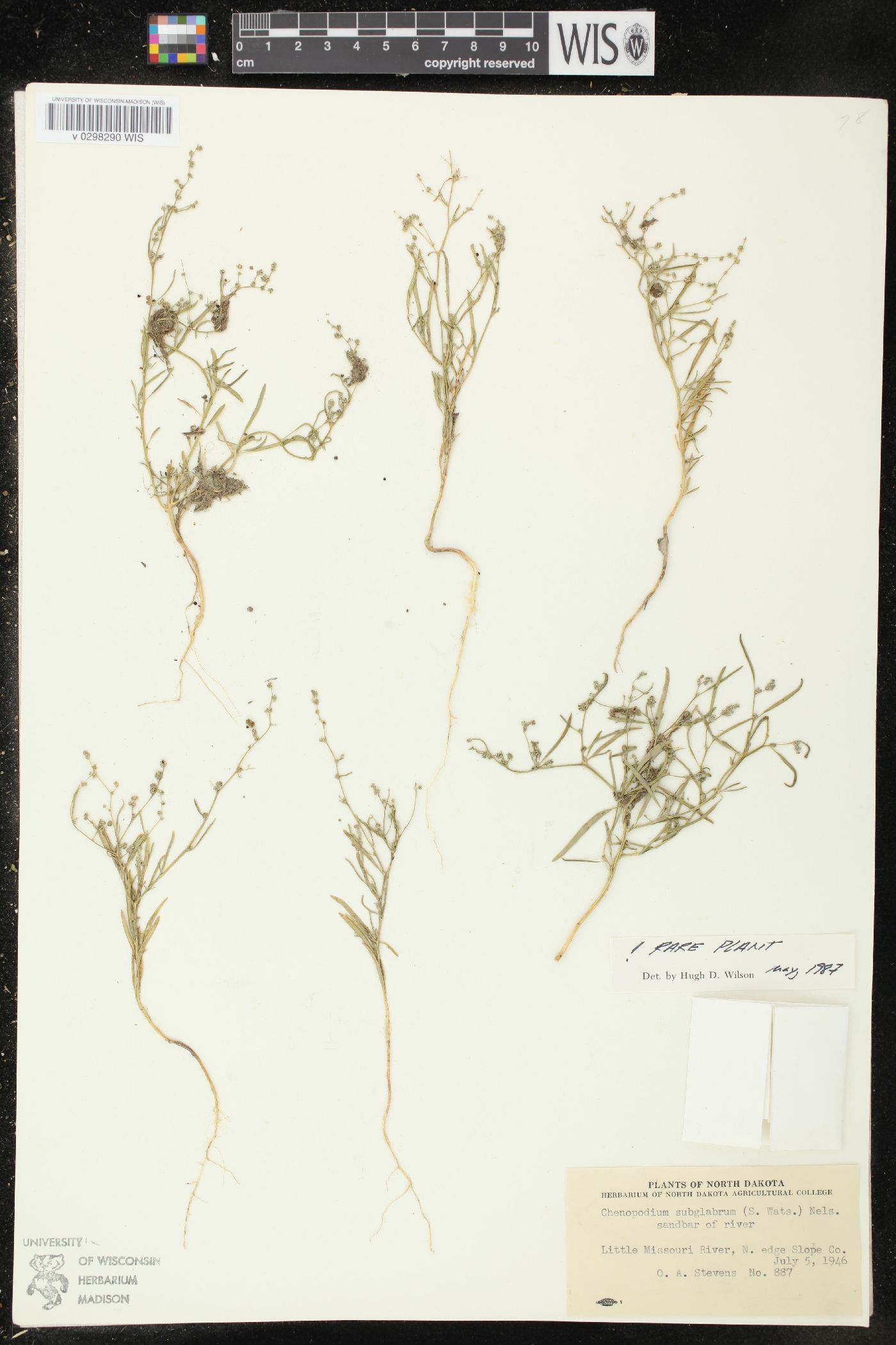 Chenopodium subglabrum image