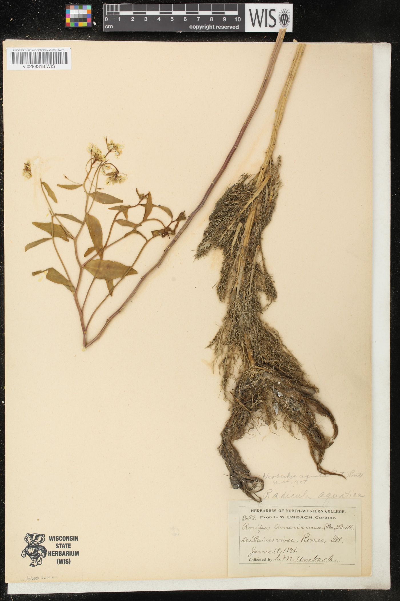 Neobeckia aquatica image