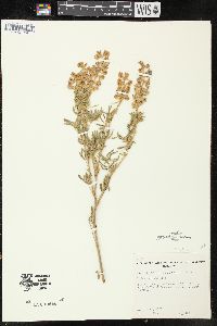 Lupinus caudatus image