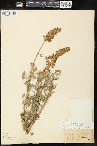 Lupinus albicaulis image