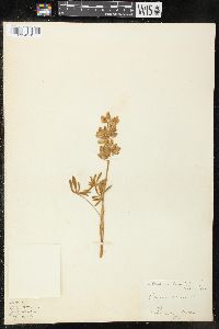 Lupinus albicaulis image