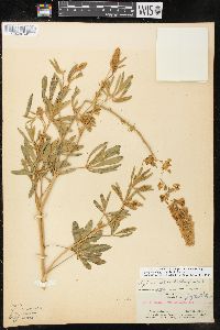 Lupinus albicaulis image