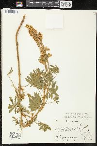 Lupinus formosus var. bridgesii image