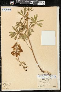 Lupinus arbustus var. montanus image