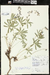 Lupinus arbustus subsp. neolaxiflorus image