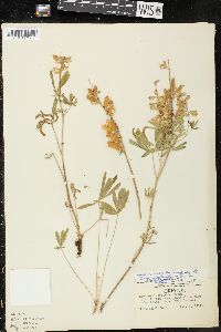 Lupinus arbustus subsp. neolaxiflorus image