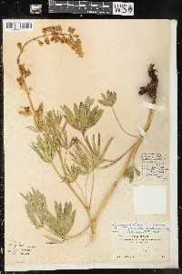 Lupinus arbustus image