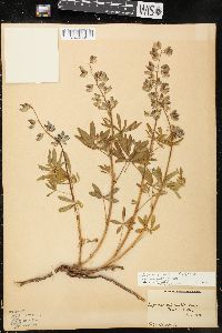 Lupinus arcticus subsp. subalpinus image