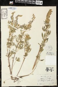 Lupinus argenteus var. myrianthus image