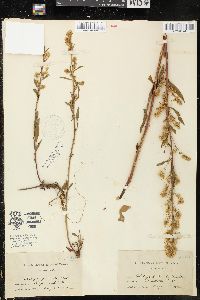 Solidago puberula image