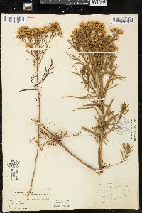 Solidago gymnospermoides image