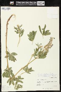 Lupinus argenteus subsp. spathulatus image