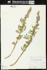 Lupinus argenteus subsp. spathulatus image