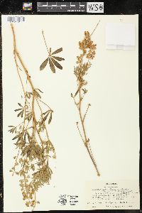 Lupinus argenteus var. laxiflorus image