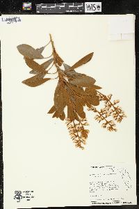 Image of Lupinus aridorum