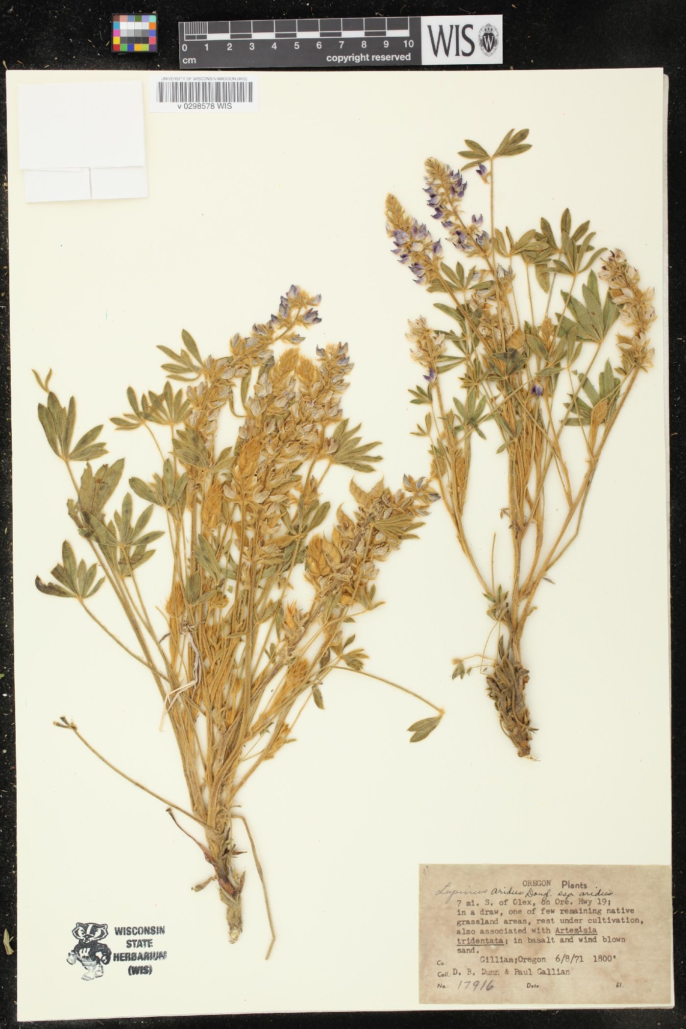 Lupinus aridus subsp. aridus image