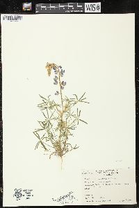 Lupinus arizonicus image