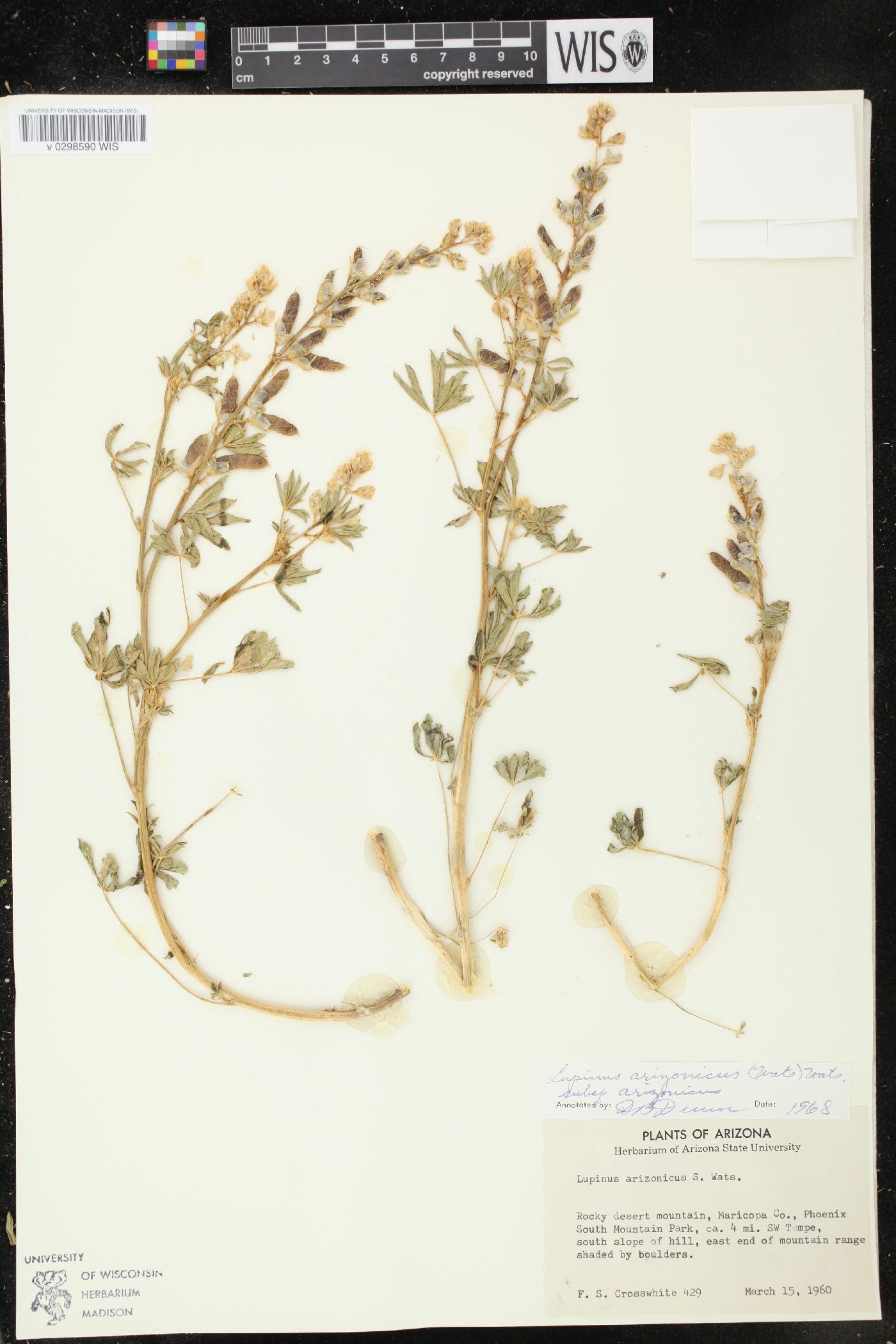 Lupinus arizonicus subsp. arizonicus image