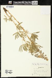 Lupinus bakeri image