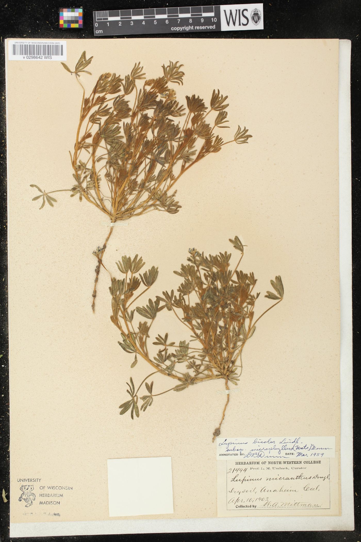 Lupinus bicolor subsp. microphyllus image