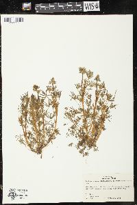 Lupinus bicolor subsp. tridentatus image