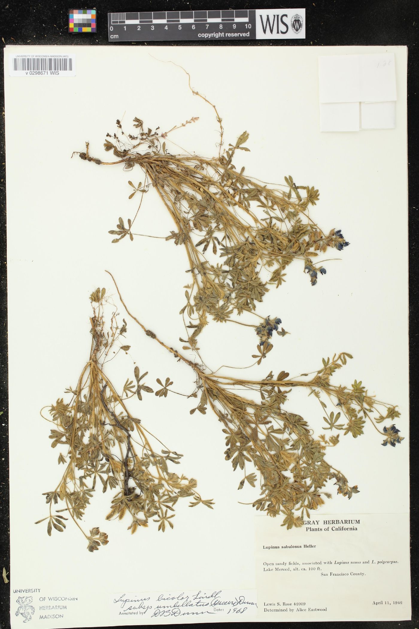 Lupinus bicolor subsp. umbellatus image
