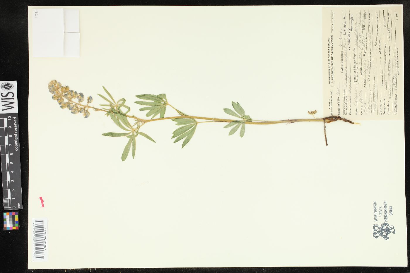 Lupinus alpestris image