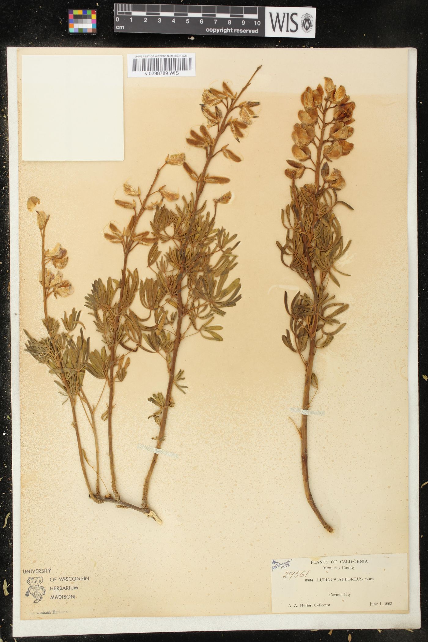 Lupinus arboreus image