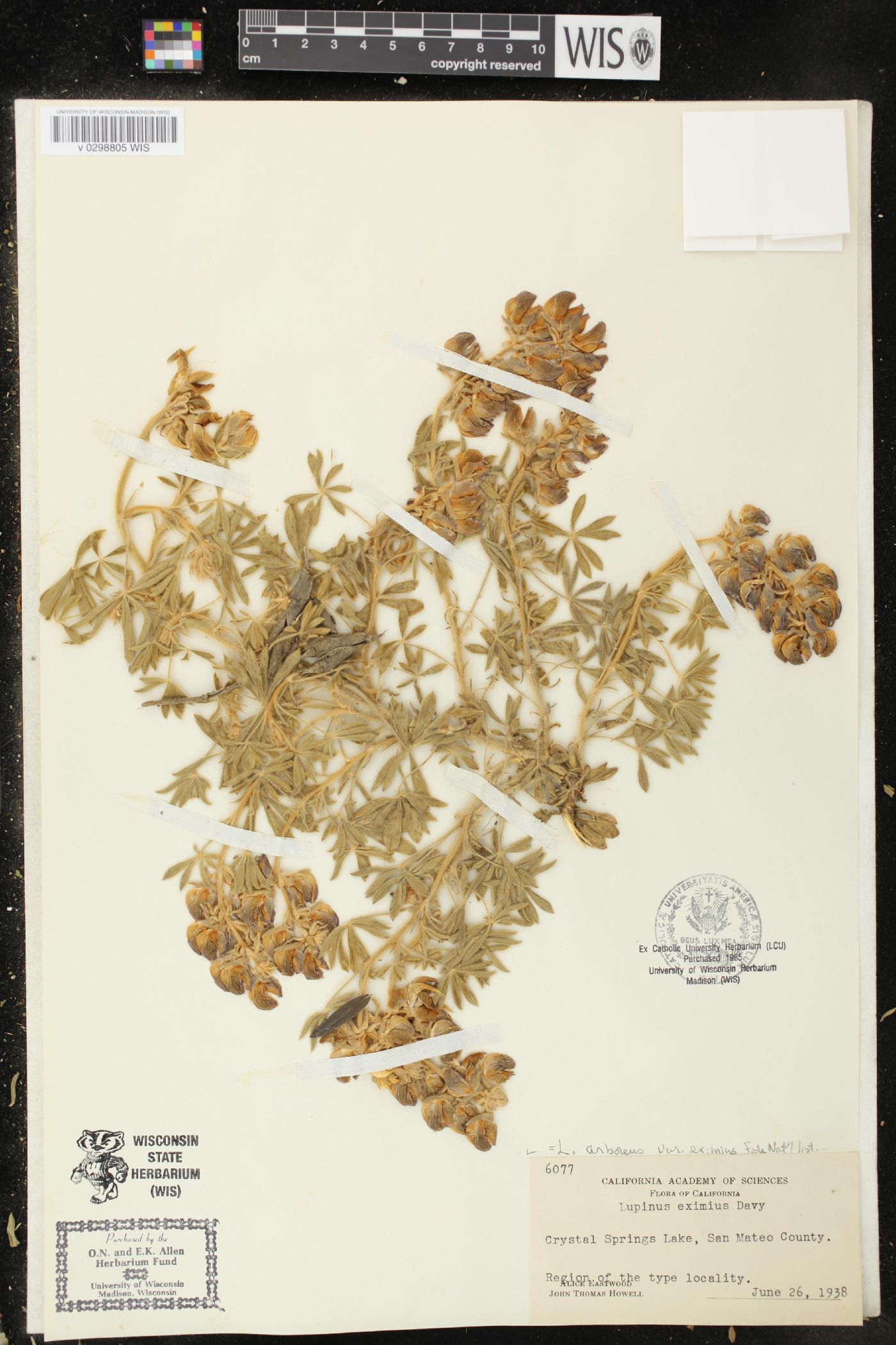 Lupinus eximius image