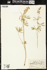 Lupinus arbustus subsp. calcaratus image