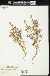 Lupinus bicolor var. trifidus image