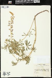 Lupinus neomexicanus image