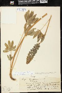 Lupinus burkei image