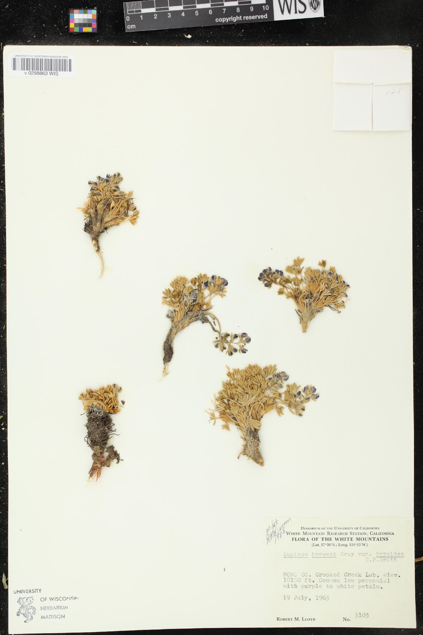 Lupinus breweri image