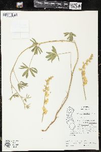 Lupinus caudatus image