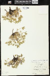 Image of Lupinus caespitosus