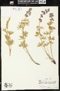 Lupinus caudatus image