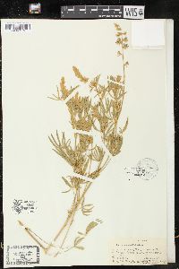 Lupinus caudatus image