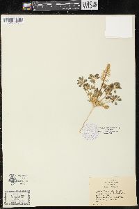 Image of Lupinus flavoculatus