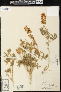 Lupinus formosus image