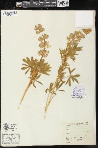 Lupinus formosus image