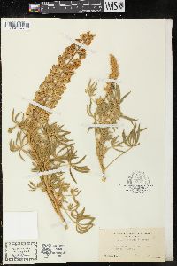 Lupinus formosus image