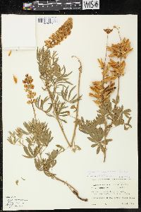 Lupinus formosus image