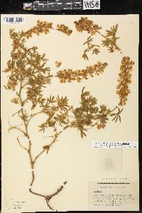 Lupinus sonomensis image